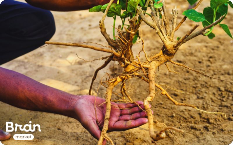 KSM-66® Ashwagandha Proč není každá stejná (1)